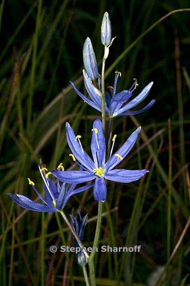 camassia leichtlinii ssp suksdorfii 6 graphic